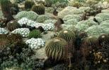 Barrel Cactus, cactus garden, OFSV05P02_05