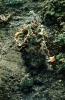 (Echeveria crenulata), OFSV05P03_01