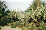cactus garden, OFSV05P03_02