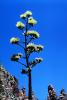 Flowering Yucca Plant, flower, bloom, Monocot, Asparagales, Asparagaceae, Agavoideae, OFSV05P05_01