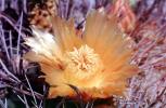 near Tucson, Flowers, OFSV05P05_14
