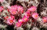 Strawberry Hedgehog, (Echinocereus brandegeei), Cactaceae, Tucson, Flowers, OFSV05P05_18