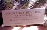 Strawberry Hedgehog, (Echinocereus brandegeei), Cactaceae, Tucson
