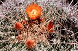 flowering, flower, Straight-Spined Barrel Cactus, (Ferocactus rectispinus), Biznaga, near Tucson, Flowers, spines, spikes, OFSV05P06_11