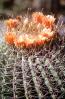 flowering, flower, Straight-Spined Barrel Cactus, (Ferocactus rectispinus), Biznaga, near Tucson, Flowers, spines, spikes, OFSV05P06_12