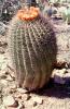 flowering, Flowers, spines, spikes, Straight-Spined Barrel Cactus, (Ferocactus rectispinus), Biznaga, near Tucson, OFSV05P06_13