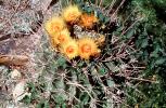 flowering, flower, Straight-Spined Barrel Cactus, (Ferocactus rectispinus), Biznaga, near Tucson, Flowers