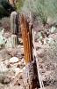 Decaying Cactus, decay, near Tucson