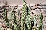 Totem Pole Cactus, (Lophocereus schottii), near Tucson, Arizona, OFSV05P07_13
