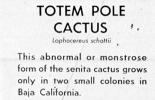 Totem Pole Cactus (Lophocereus schottii)near Tucson, OFSV05P07_15