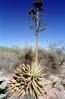 (Agave shawii), near Tucson