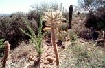 near Tucson, Chola Cactus, OFSV05P08_02