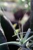 Airplant, Airplants, Epiphyte, Tillandsia, OFSV05P08_16