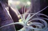 Airplant, Airplants, Epiphyte, Tillandsia, OFSV05P08_17