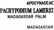 Madagascar Palm (Pachypodium lamerei), OFSV05P09_05