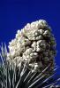 Flowering Yucca Plant, flower, bloom, Monocot, Asparagales, Asparagaceae, Agavoideae, Yucca Plant, OFSV05P09_07