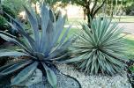 Agave, OFSV05P09_12