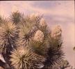 Flowering Yucca Plant, flower, bloom, Monocot, Asparagales, Asparagaceae, Agavoideae, Yucca Plant, OFSV05P09_15