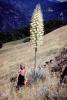 Flowering Yucca Plant, flower, bloom, Woman, 1950s, Monocot, Asparagales, Asparagaceae, Agavoideae, Yucca Plant, OFSV05P10_06