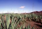 Agave Plantation, tequila, OFSV05P10_19