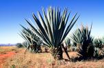 Agave Plantation, tequila, OFSV05P11_01