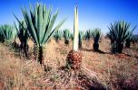 Agave Plantation, tequila