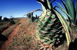 Agave Plantation, tequila, OFSV05P11_07