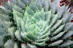Spiral Aloe, (Aloe polyphylla), Asphodelacea, OFSV05P11_15