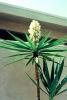 Flowering Yucca Plant, flower, bloom, Monocot, Asparagales, Asparagaceae, Agavoideae, Yucca Plant, OFSV05P11_19