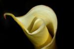 Cala Lily Spiral, OFWD01_018