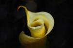 Cala Lily Spiral, OFWD01_019