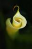 Cala Lily Spiral, OFWD01_020
