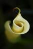 Cala Lily Spiral, OFWD01_021