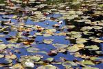 Pond, Water Lily Toad Stools