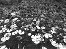 Water Lily Pads, Leaves, Abstract Drawing, OFWD01_034