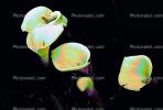 Cala Lilies, Calla Lily, (Zantedeschia aethiopica), Monocots, Alismatales, OFWPCD2927_099B