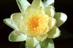 Water Lilly flower, Nymphaeales, Nymphaeaceae