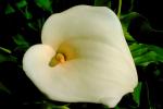 Cala Lilies, Calla Lily, (Zantedeschia aethiopica), Monocots, Alismatales, OFWV01P01_16.3301