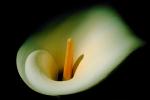 Cala Lilies, Calla Lily, (Zantedeschia aethiopica), Monocots, Alismatales, OFWV01P01_17.3301