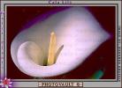 Cala Lilies, Calla Lily, (Zantedeschia aethiopica), Monocots, Alismatales, OFWV01P01_17D