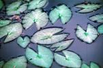 Water Lilly Leaves, Pads, Pond, Nymphaeales, Nymphaeaceae