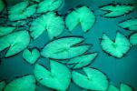 Water Lilly Leaves, Lake, floating Leaves, Pads, Pond, Nymphaeales, Nymphaeaceae
