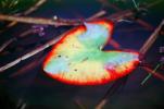 Water Lilly Leaf, Pad, Pond, water, toadstool, colorful, Nymphaeales, Nymphaeaceae, OFWV01P04_19