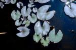 Water Lily Pads, Pond, water, toadstools, Nymphaeales, Nymphaeaceae, broad leaved plant, OFWV01P05_01.3301