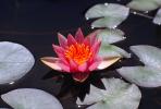 Water Lily, Water Lilly flower, Pads, Nymphaeales, Nymphaeaceae, Toadstools, broad leaved plant