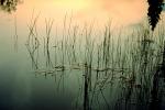 Pond, Lake, Water, Reflection, stillness