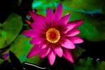Water Lily flower, Pads, 	Nymphaeales, Ornamental, Toadstools, broad leaved plant