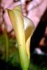 Cala Lilies, Calla Lily, (Zantedeschia aethiopica), Monocots, Alismatales, OFWV01P06_10.3301