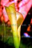 Water Lily, OFWV01P06_10B