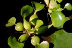 Hyacinth, OFWV01P07_01.3301